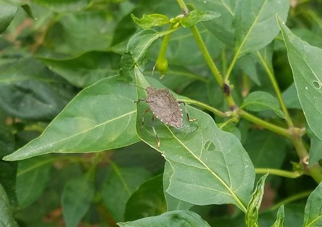 BMSB Council Renews Commitment to Protect New Zealand Against Brown Marmorated Stink Bug